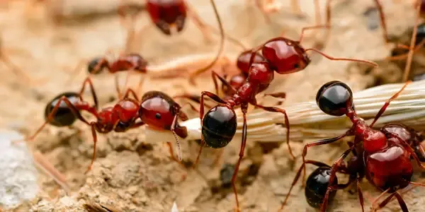 Pest control, ants