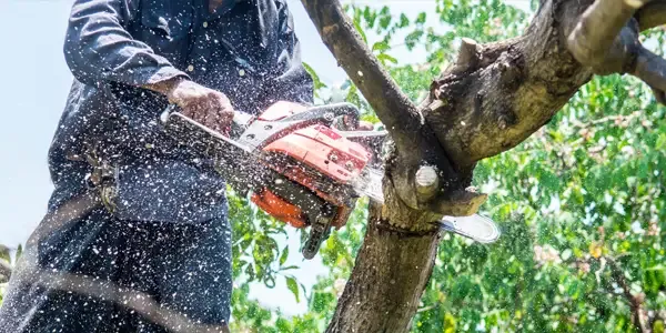 Tree trimming